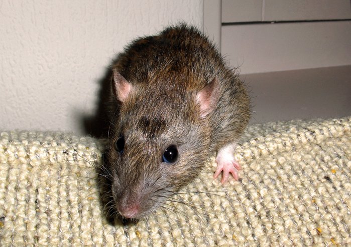 rattus